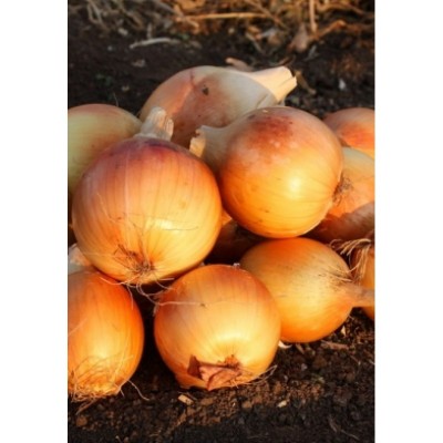 Семена лука Голд Стар (250 000 семян), Libra Seeds (Erste Zaden)